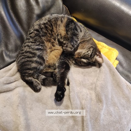 Photo de chat perdu à Mardie