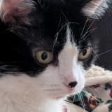 Sissi