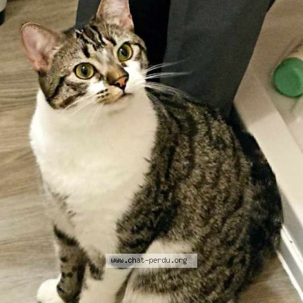 Photo 1/1 Darwin Chat perdu à Saint Claud
