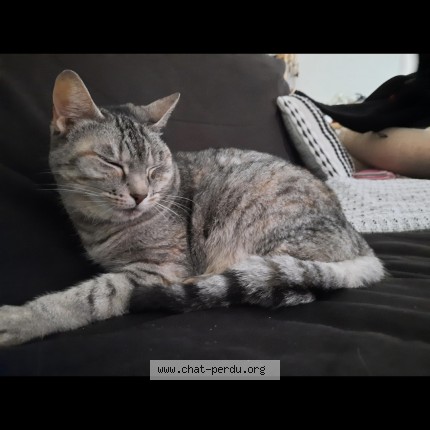 Photo 1/1 faya Chat perdu à Le Mans