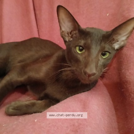 Photo de chat perdu à Angais