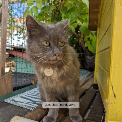 Photo de chat trouvé à Cubzac Les Ponts