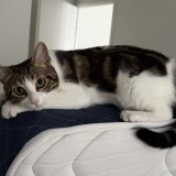 Nala