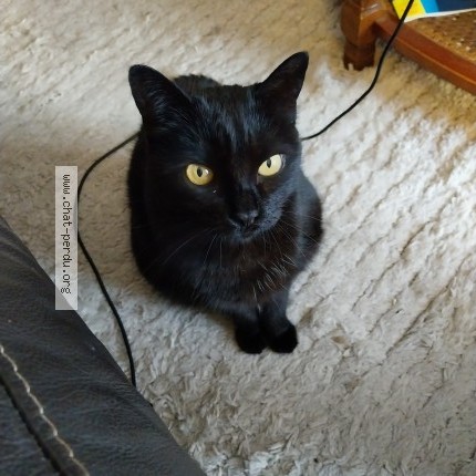 Photo 1/1 Zoé Chat perdu à St Crepin Et Carlucet
