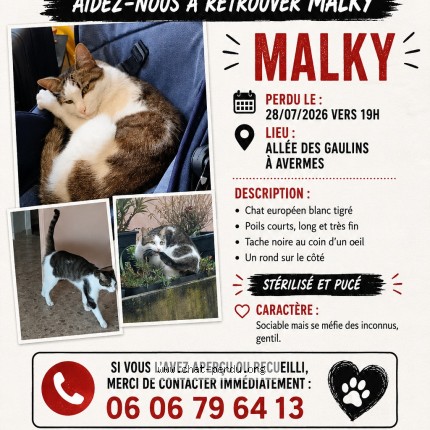 Photo 1/1 Malky Chat perdu à Avermes