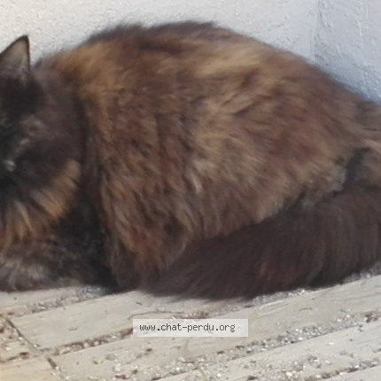 Photo de chat perdu à Sauvian