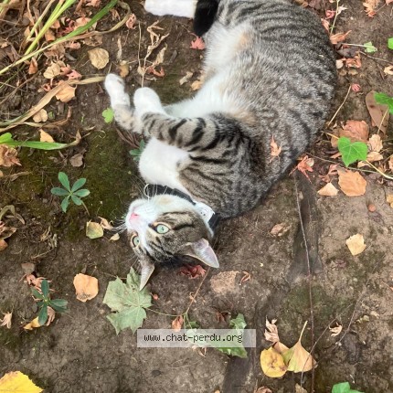 Photo 1/1 Chat trouvé Trouvé à Paris