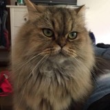 Oscar