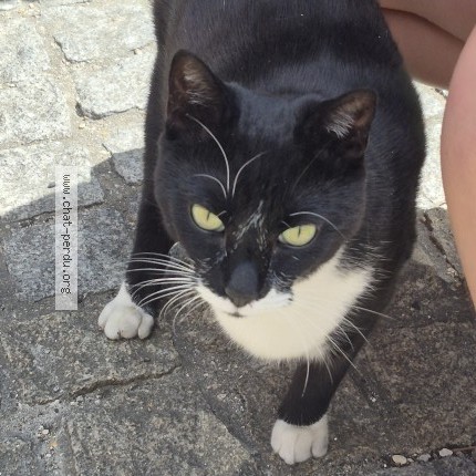 Photo de chat trouvé à Houilles