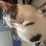 Miki
