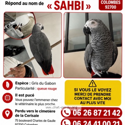 Photo 1/1 SAHBI Chat perdu à Colombes