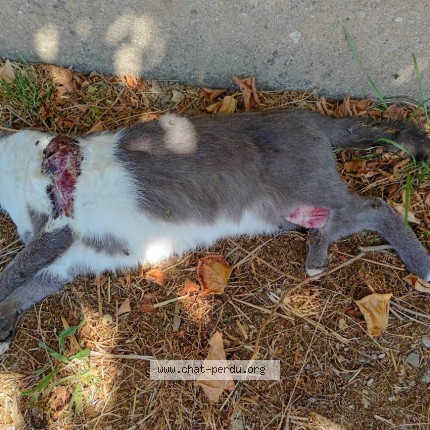 Photo de chat trouvé à Pontigny