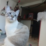 txiki