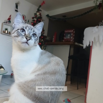 Photo de chat perdu à Orthez
