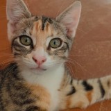 ARYA