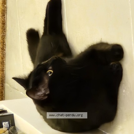 Photo de chat perdu à Isle Dabeau