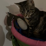 cleo
