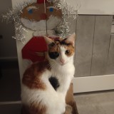 Rima