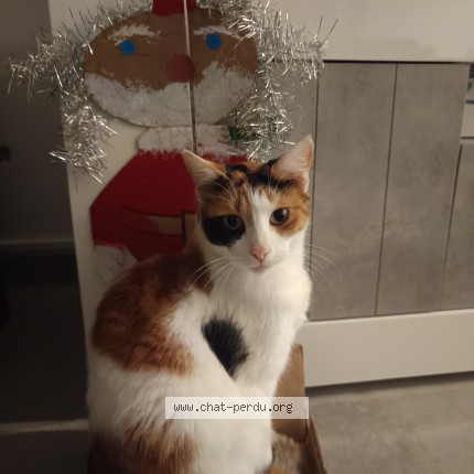 Photo 1/1 Rima Chat perdu à Sannois