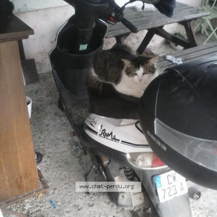 Photo 1/1 Baby's ou gros lard Chat perdu à Lansargues