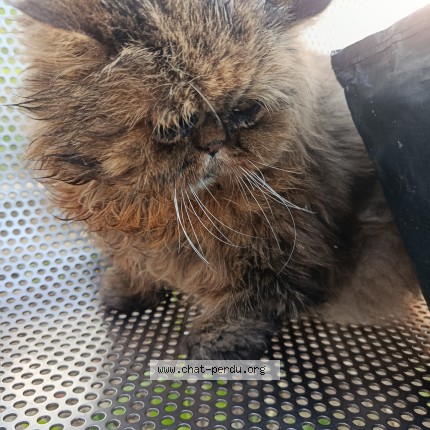 Photo 1/1 Sultan Chat perdu à Bagnolet