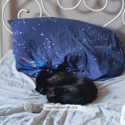 Photo 1/1 minouche Chat perdu à Romenay