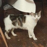 maurice