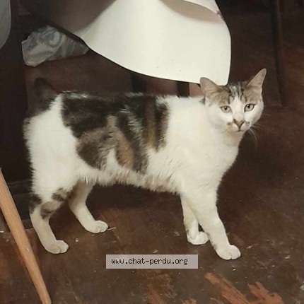 Photo 1/1 maurice Chat perdu à Saugnac Et Cambran