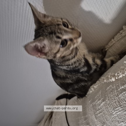 Photo 1/1 Chat trouvé Trouvé à Courbevoie