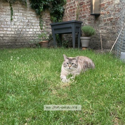 Photo 1/1 Guimauve Chat perdu à Lambersart