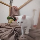 aymi