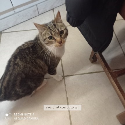 Photo de chat perdu à Saint Amant Tallende