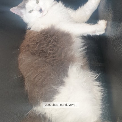 Photo 1/1 choupette Chat perdu à Landerneau