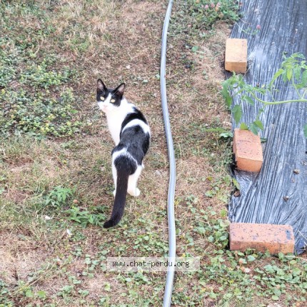 Photo 1/1 Chat trouvé Trouvé à Fublaines