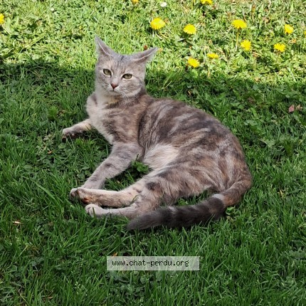 Photo 1/1 Bonnie Chat perdu à Favars