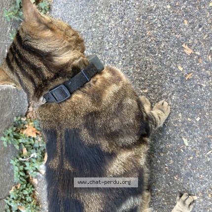 Photo 1/1 Chat trouvé Trouvé à Aix En Provence