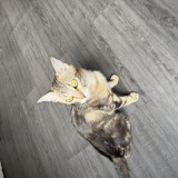 Rajah