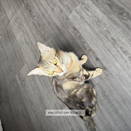 Photo de chat perdu à Grenoble