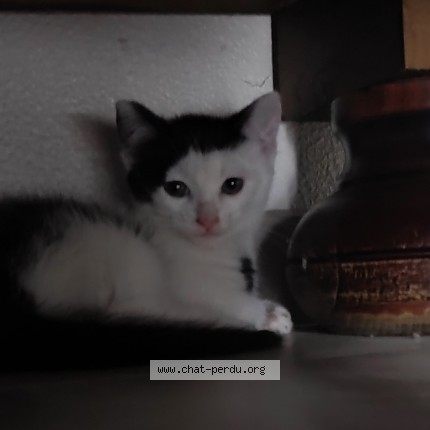 Photo 1/1 Chat trouvé Trouvé à Saint Galmier