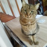 FELINE