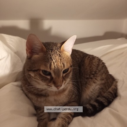 Photo de chat perdu à Le Cres