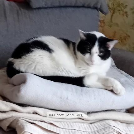 Photo 1/1 ponpon Chat perdu à Villars