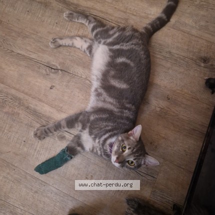 Photo de chat perdu à Frontignan