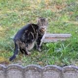 Kitty