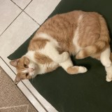 Mufasa
