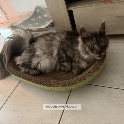 Photo 1/1 Mushu Chat perdu à Nersac