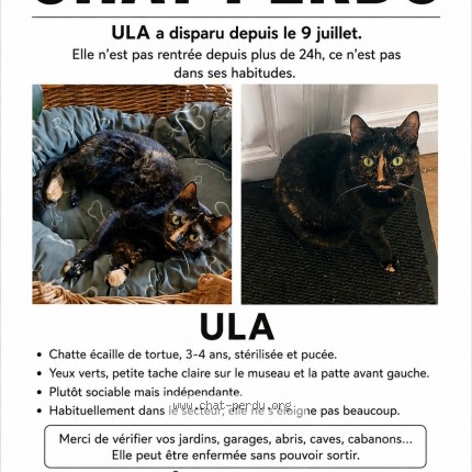 Photo 1/1 ula Chat perdu à Bannay