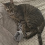 Rajah