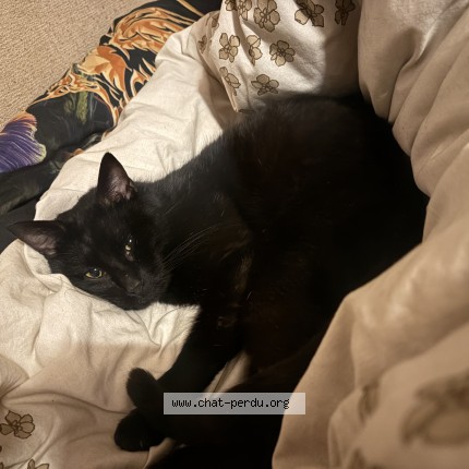 Photo de chat perdu à Cambrai