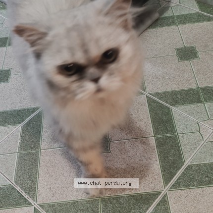 Photo 1/1 Chat trouvé Trouvé à Dely Ibrahim